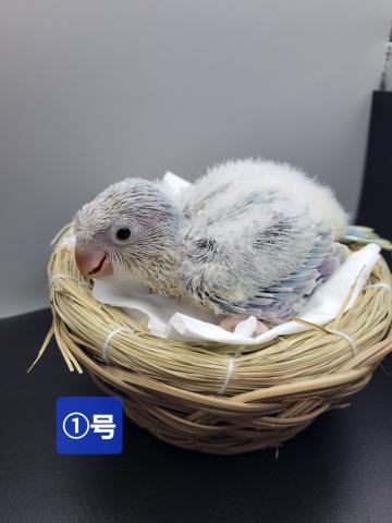 オキナインコ　ブルーパリッドシナモン？