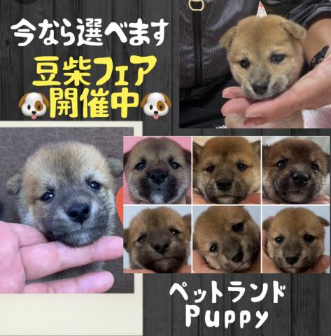 💕ペットランドPuppy💕ブリーダー直販のお店💕