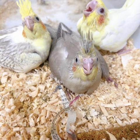 オカメインコ