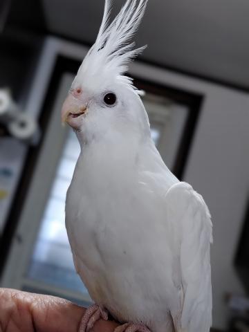 オカメインコ