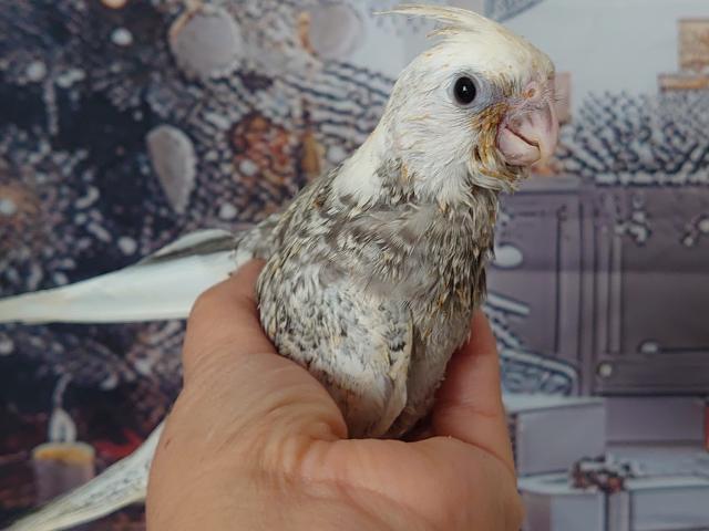 オカメインコ WFパール