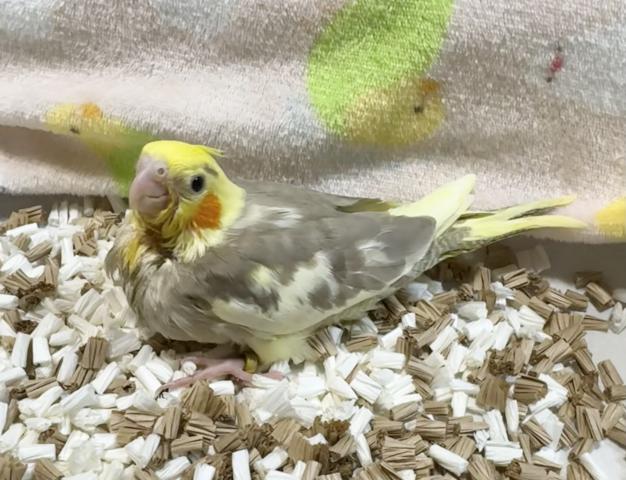 オカメインコ