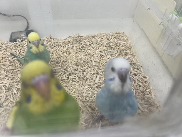 インコ・フィンチ