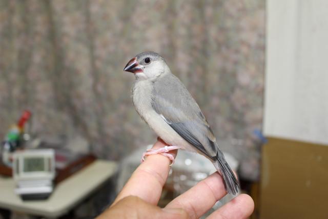 ペット 鳥 販売 熊本県