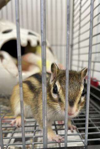 シマリス