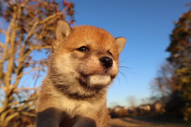 柴犬豆柴　★表示価格は生体価格、ワクチン、マイクロチップ、生命、先天性病気保障、安心パックなど諸費用全部含むの総額です！ 🎁★ご来店お待ちしております。