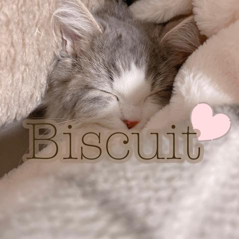 Biscuit（ビスキュイ）🍪