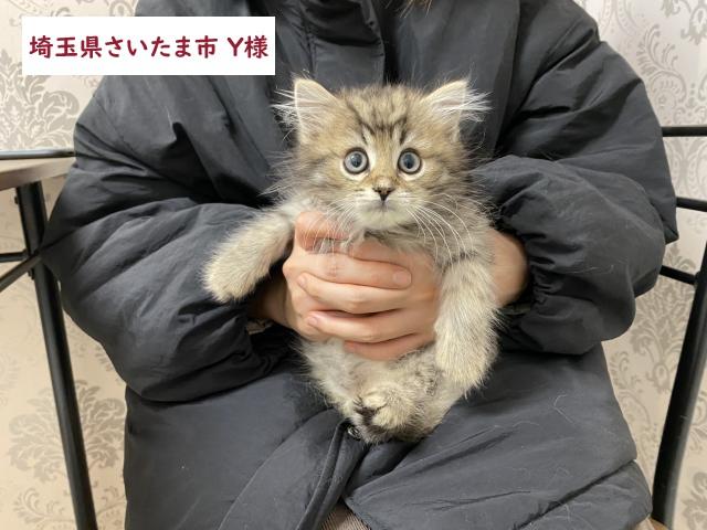 サイベリアン💕猫アレルギー有る方にお勧め猫種💕