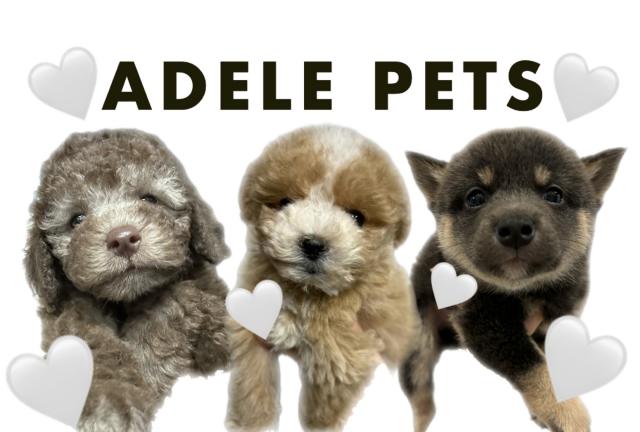 ADELE PETS