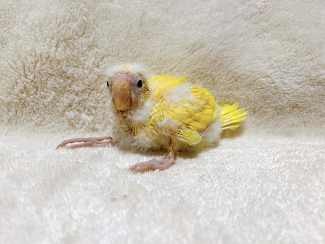 キガシラアオハシインコ - 子犬や子猫たちのペット販売情報が満載  