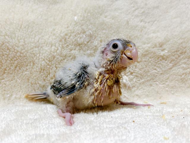 ホオミドリアカオウロコインコ