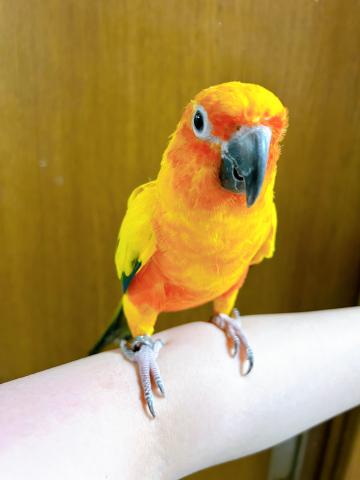 コガネメキシコインコペア - 子犬や子猫たちのペット販売情報が満載「ペットステーション」