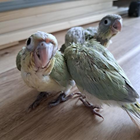 ウロコインコ