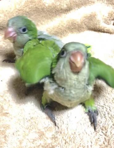 オキナインコ