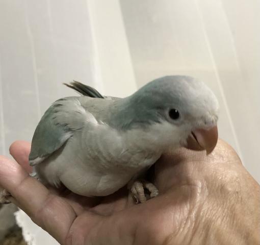 オキナインコ　ブルーパリッド