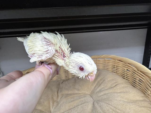 サザナミインコ