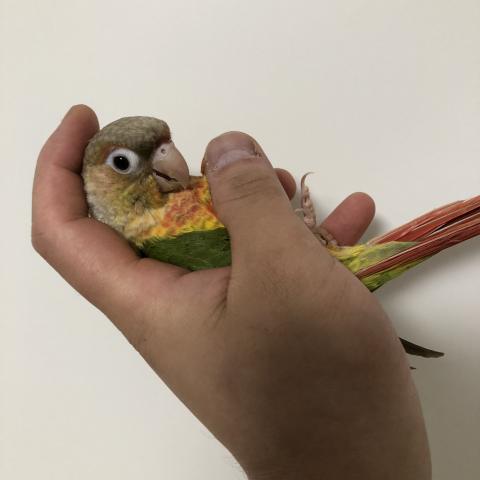 ウロコインコ　パイナップル