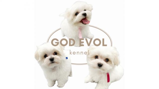 GOD EVOL