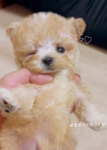 MIX🎖️プレミアマイクロマルプー🎖️ - 子犬や子猫たちのペット販売情報が満載「ペットステーション」