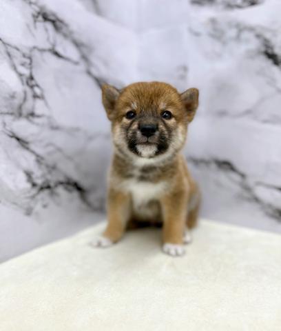 柴犬豆柴犬【動画あり】待望のまめしば君入舎‼気になる方はお早めに♡