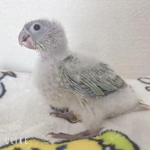 ウロコインコ