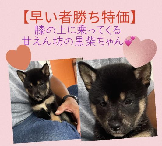 柴犬🌸豆柴サイズの黒柴ちゃん🌸わんにゃんフェアのお得プライス【最終特価】🌸今なら諸経費コミコミでお迎えできます🌸黒柴犬の女の子🌸『犬のようちえん』では膝の上に乗る甘えん坊ちゃんです🌸全国へお届け可🌸早い者勝ち特価にしました🌸 3連休最終日の超お🉐プライス🌸