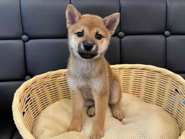 つぶらな瞳が可愛らしい柴犬の女の子です(*^▽^*)奈良県北葛城郡王寺町