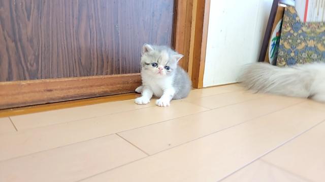 エキゾチックショートヘアー