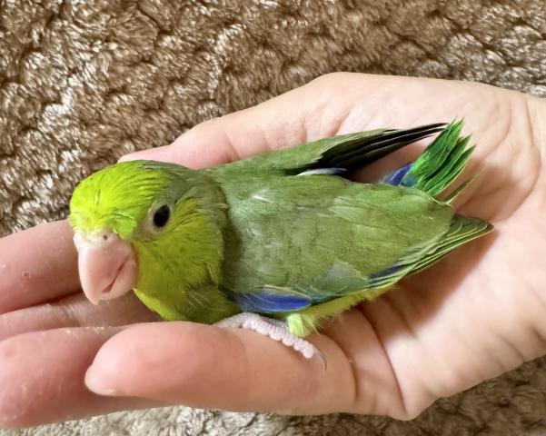 マメルリハインコ