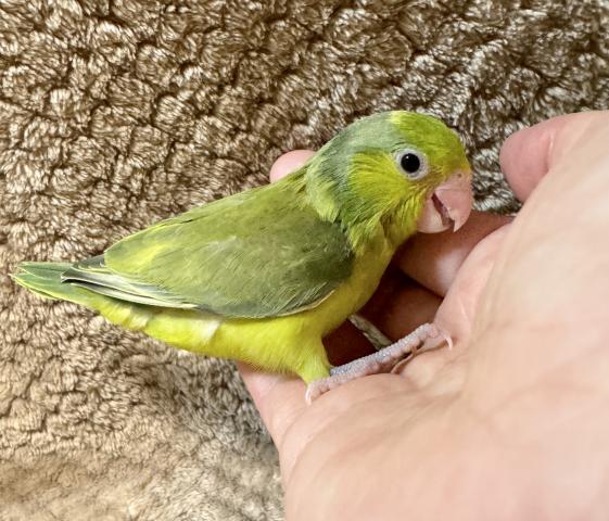 マメルリハインコ