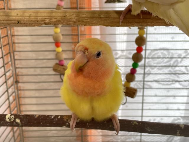 コザクラインコ