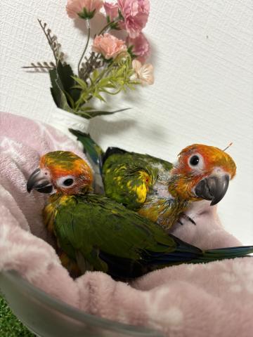 コガネメキシコインコ