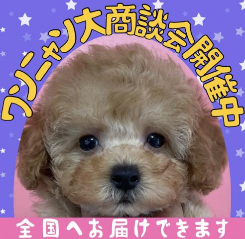 💕ペットランドPuppy💕ブリーダー直販店💕