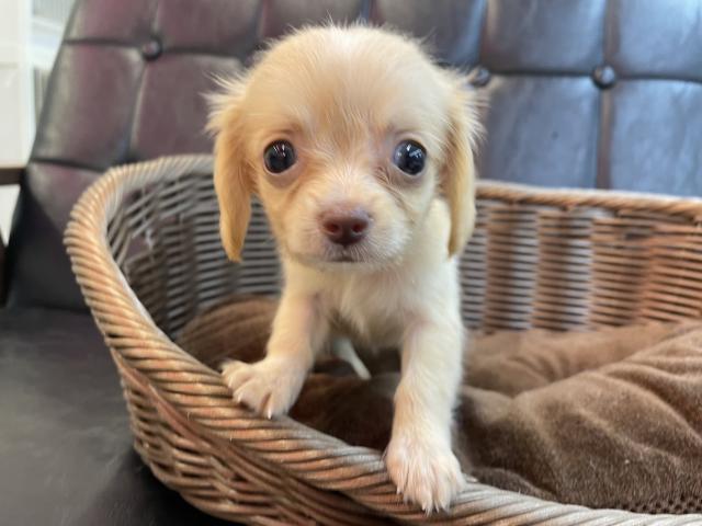 MIX犬の中でも人気の組み合わせちわっくすの女の子(*´ω｀)💖奈良県北葛城郡