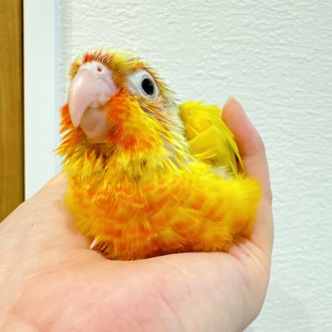 ウロコインコ　サンチーク