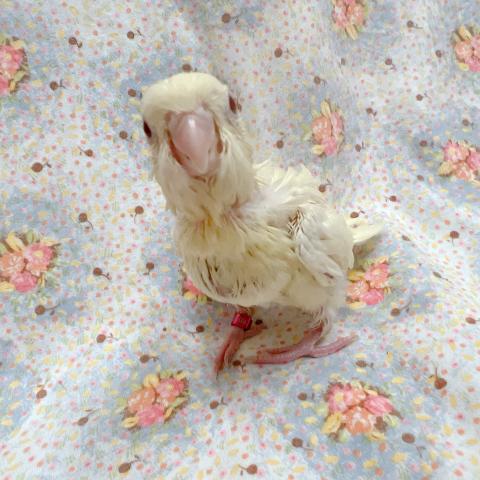 サザナミインコ　クリームイノ