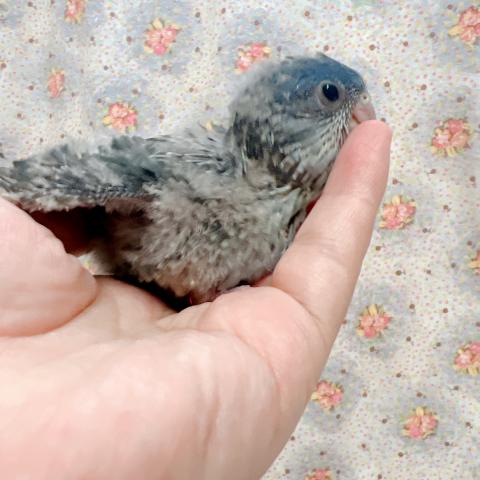 サザナミインコ　コバルト