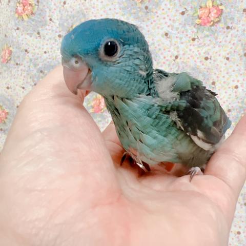 サザナミインコ　ターコイズ