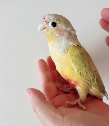 ウロコインコ