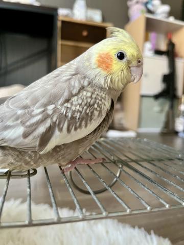 オカメインコ シナモンパール