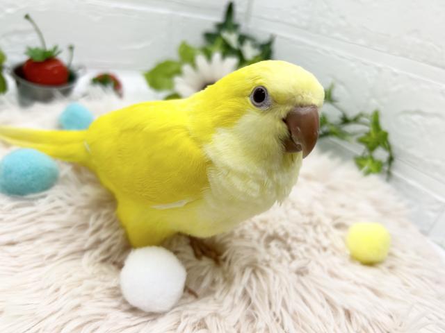 オキナインコ