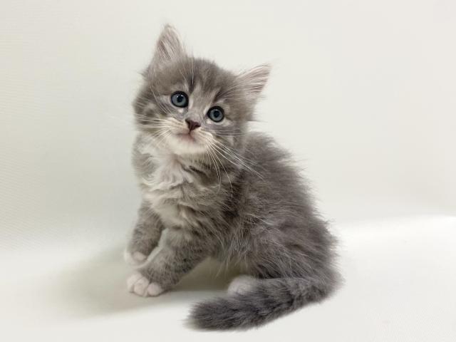 猫アレルギー氏 描描猫猫 猫アレルギーだけど猫飼いたすぎ物語」猫飼太陽