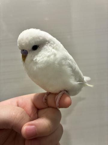ジャンボセキセイインコ - 子犬や子猫たちのペット販売情報が満載