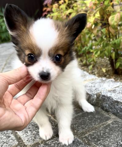 パピヨン - 子犬や子猫たちのペット販売情報が満載「ペットステーション」