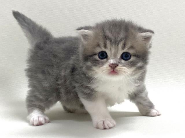 猫アレルギー氏 サイベリアン💕猫アレルギー有る方にお勧め猫種💕 - 子犬や子猫