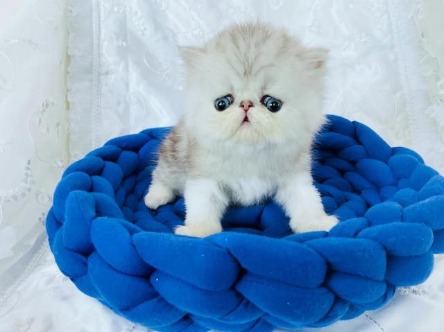 ペルシャ・ヒマラヤン - 子犬や子猫たちのペット販売情報が満載