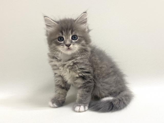 サイベリアン💕猫アレルギー有る方にお勧め猫種💕 - 子犬や子猫