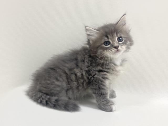 サイベリアン💕猫アレルギー有る方にお勧め猫種💕 - 子犬や子猫