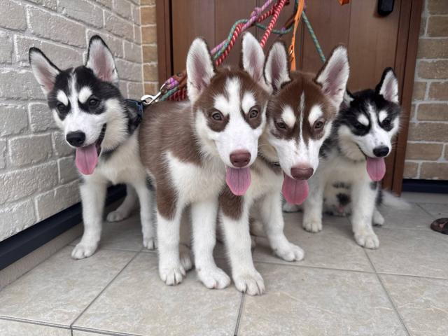 リアンブランシュの外観