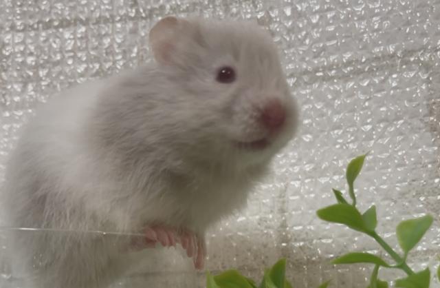 ハムスター ゴールデンハムスター レアカラーハムスター カラー